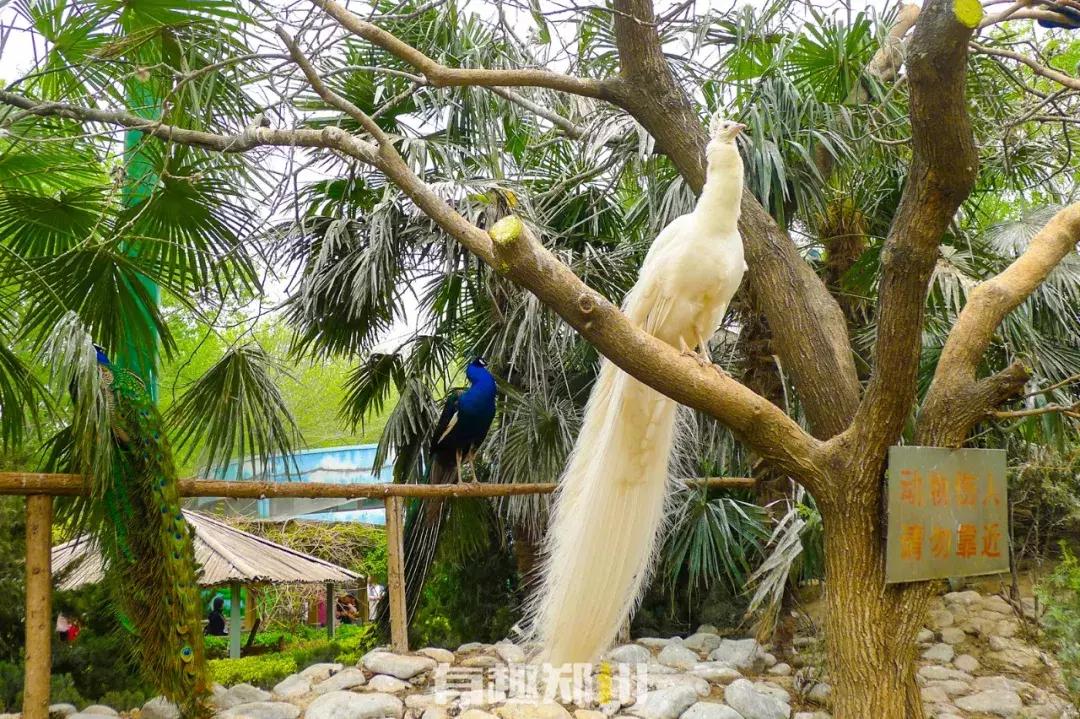 郑州市动物园开放,郑州市动物园什么时候去合适