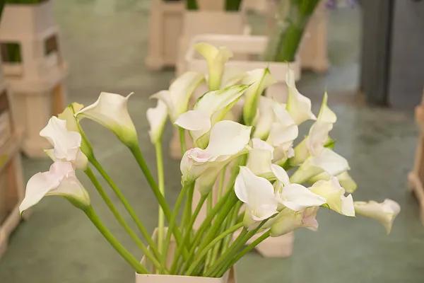 猫咪百合花粉中毒后怎么救,猫咪误食百合的症状