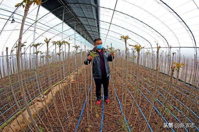 农业种植致富项目种香椿,农村芽苗菜致富项目