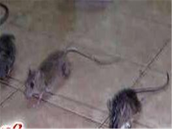 消灭老鼠最有效方法怎么灭大老鼠,灭地老鼠最有效的方法