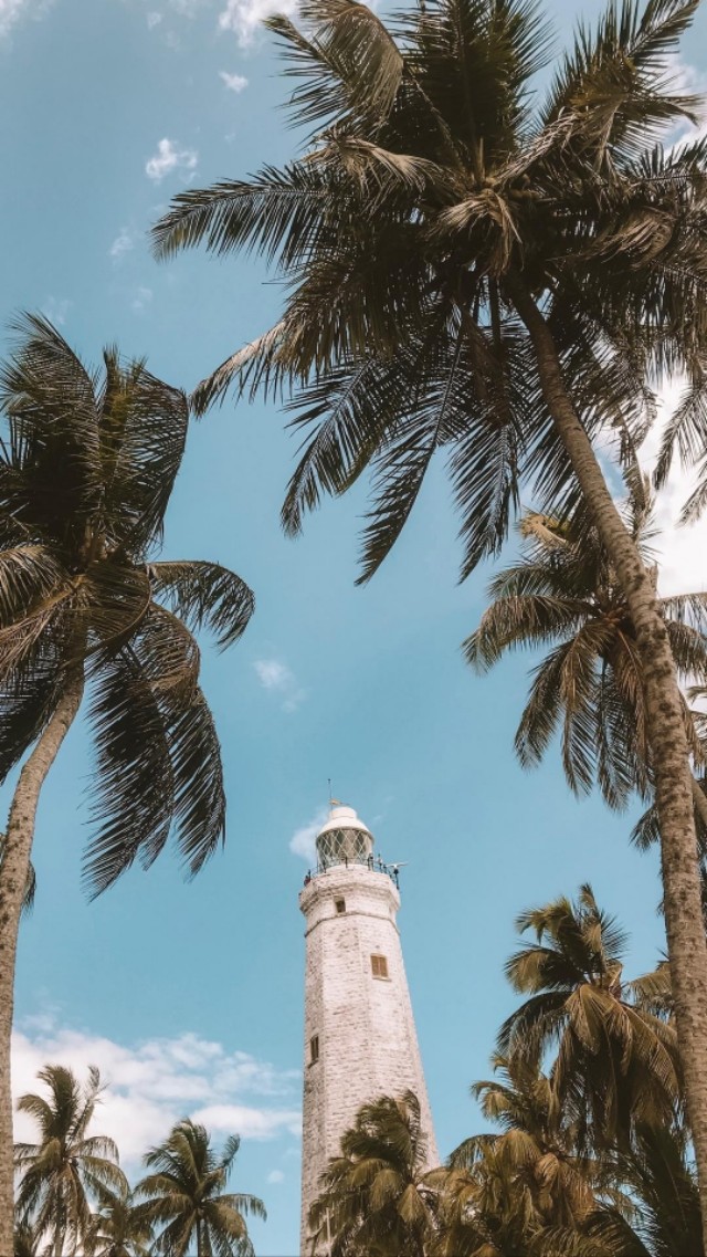 无水印壁纸萌宠,无水印高清宠物壁纸