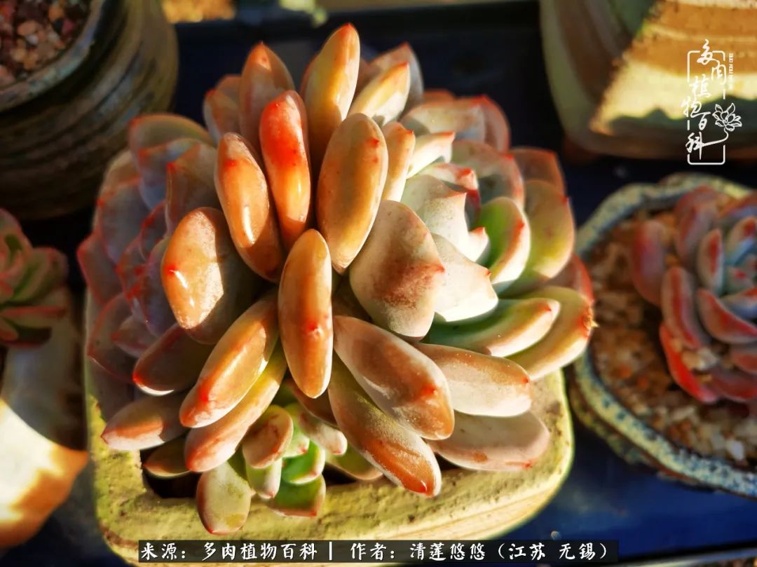 可爱多肉的露脸照,多肉大合照视频