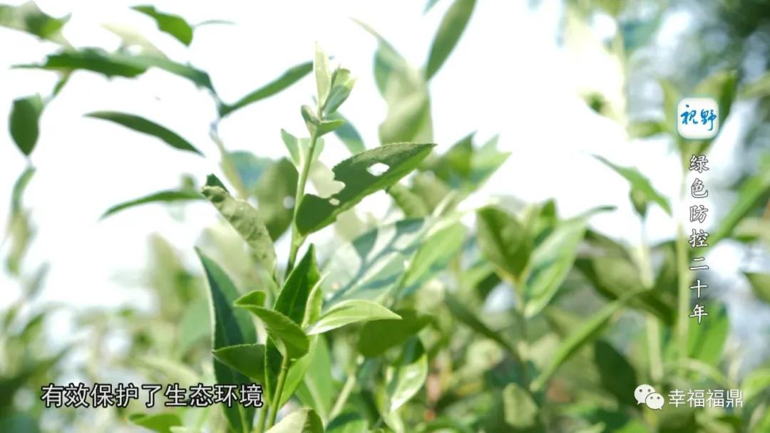 绿色茶园除草剂,无除草剂的茶园