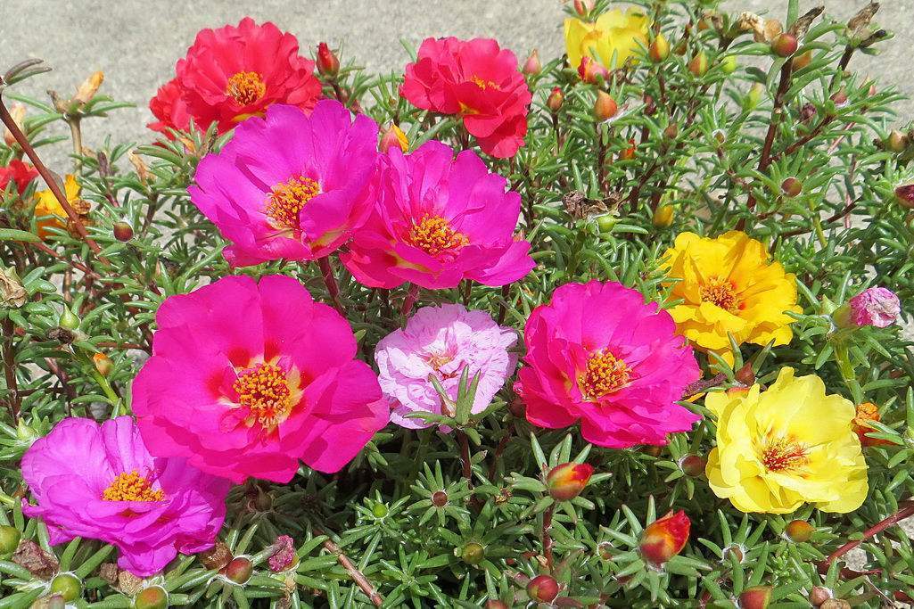 太阳花开时使用什么肥料,太阳花开的时间段