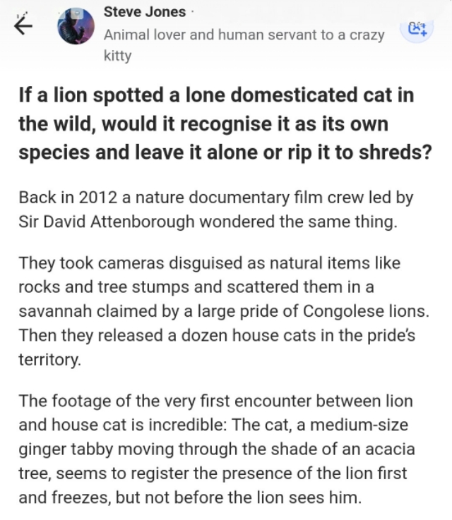 狮子野外发现猫是自己的物种吗,狮子野外发现一只猫