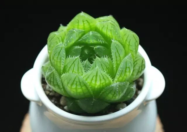 水晶的多肉植物有哪些品种,像水晶的多肉植物图片