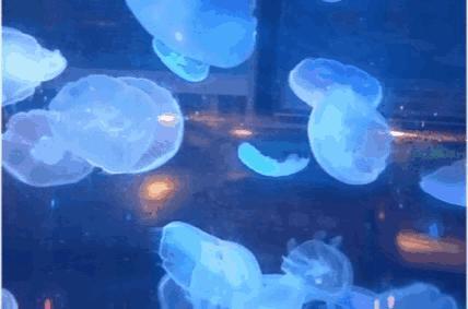 中原锦艺城购物中心奥莱,中原锦艺城购物中心直播