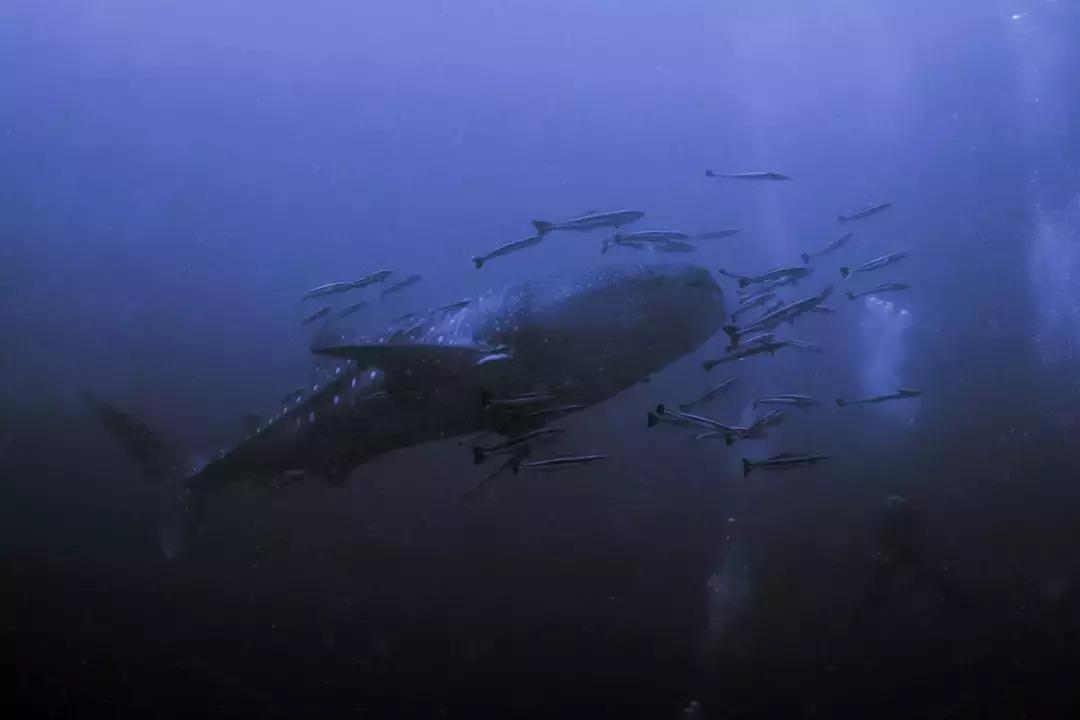 你不知道的东南亚！我们挖掘了11个人少景美的地方，不输欧洲