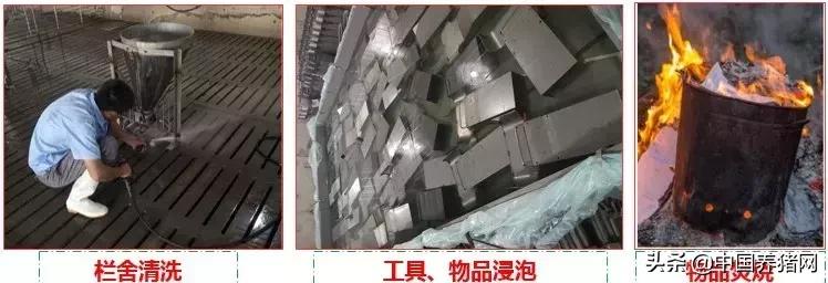 有非瘟如何拔牙,非瘟发生后如何拔牙