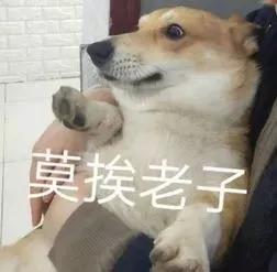 灏忕煭鑵挎煰鍩烘悶绗戣棰戝ぇ鍚堥泦,鍙埍鐨勫皬鐭吙鏌熀鐙楃嫍