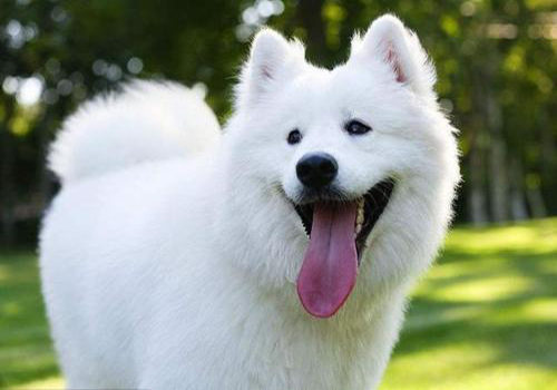 养萨摩耶幼犬准备物品清单,萨摩耶幼犬二个月怎么养