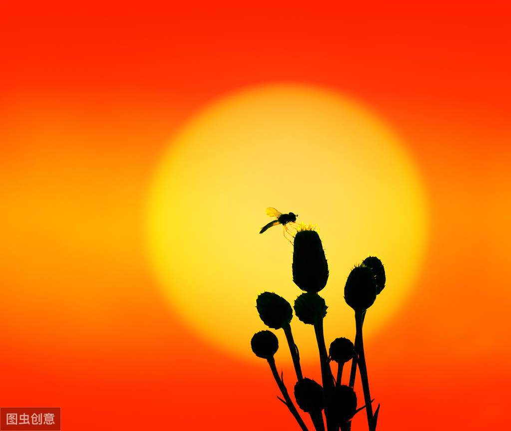 长得像蜜蜂确是苍蝇的亲戚,行为又是益虫的一种生物——食蚜蝇