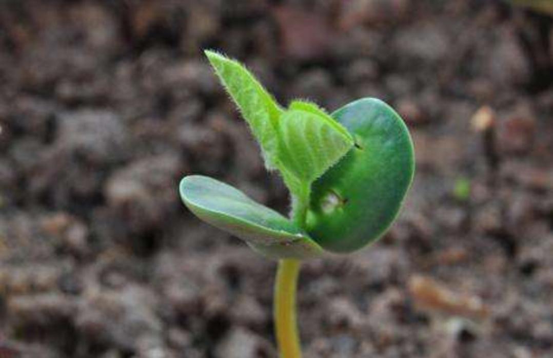 怎样种植黄豆发芽,如何正确的播种黄豆