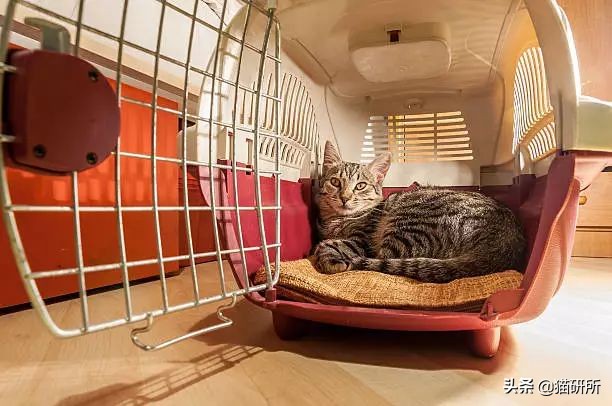 新猫到家不吃不喝怎么办,猫不吃不喝躲在角落