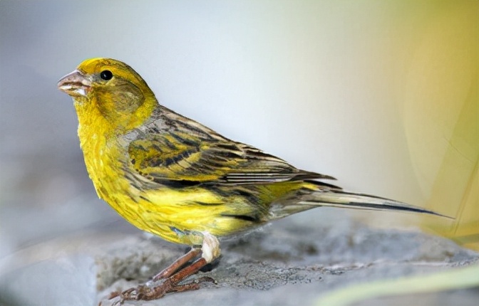 一种来自非洲的野鸟,被人工繁育出数百个品种,惊艳了整个世界