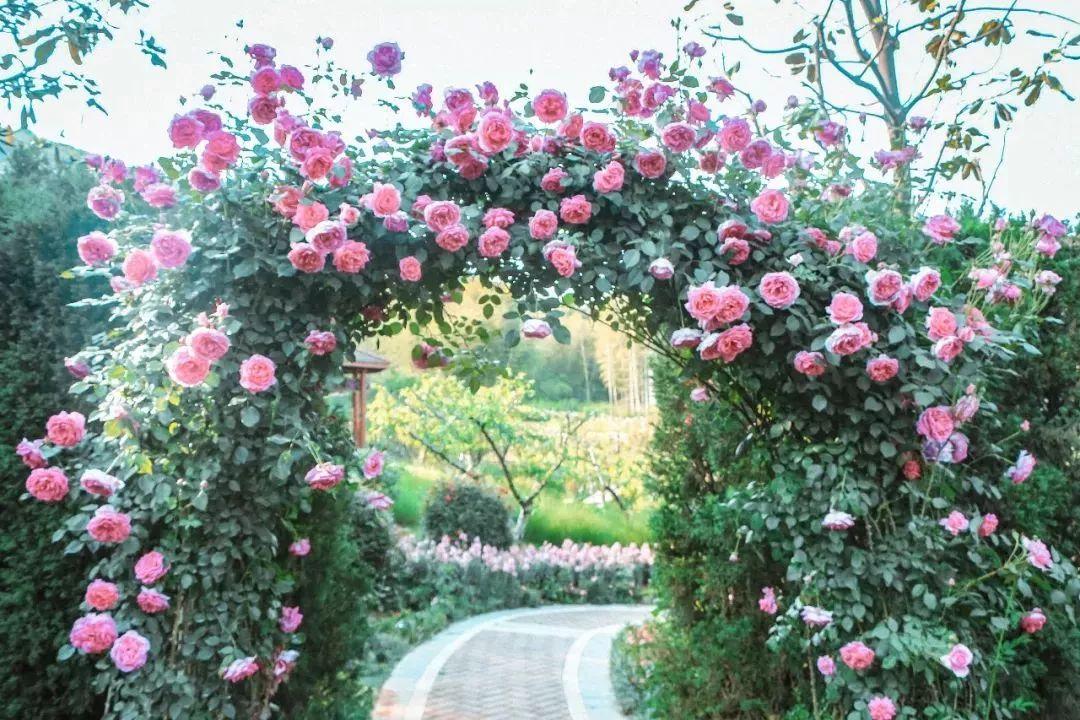 槽糕，是心动的感觉！这个神秘花谷正在悄然绽放！走，去拍照～