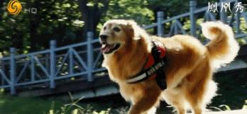 8.1国产良心,分分钟救你「狗命」