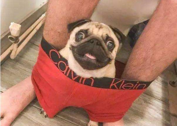 养巴哥犬必须知道的五大注意事项,养巴哥的三大禁忌