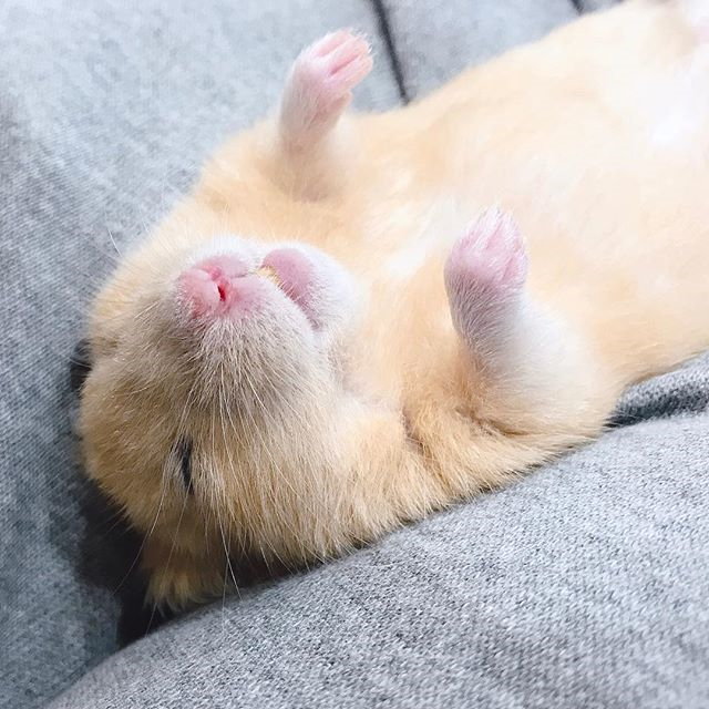 仓鼠玩累了倒头就睡，为确保鼠鼠睡眠充足，还请饲主“手下留情”