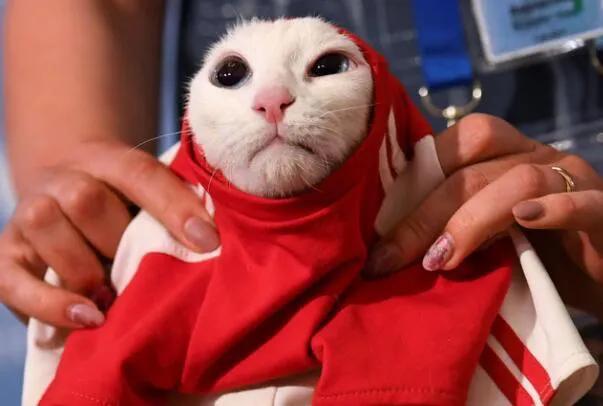 流浪猫突然暴富了,俄罗斯3只流浪猫