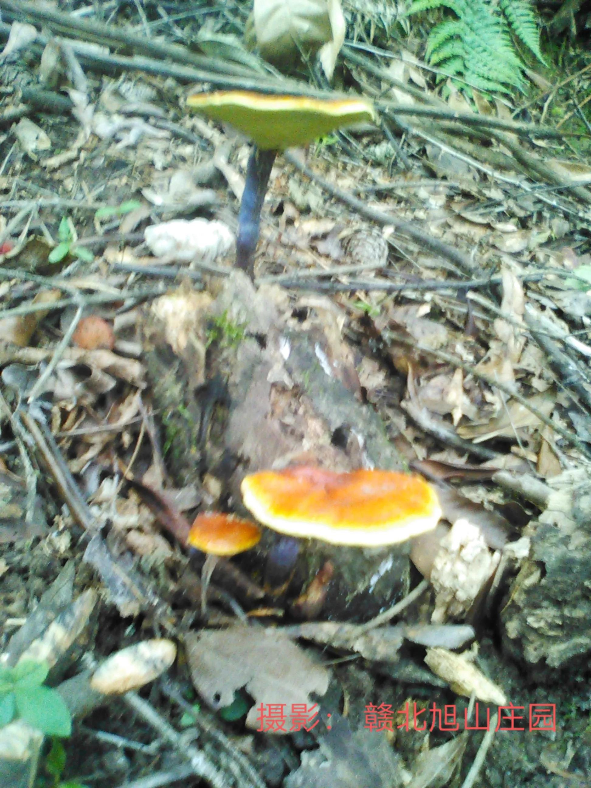 江西省赣北旭山庄园,灵芝旭山庄园