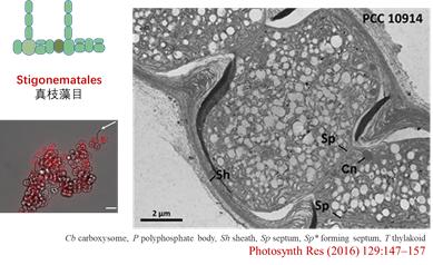 蓝藻到底有多可怕,蓝藻是怎么进化来的
