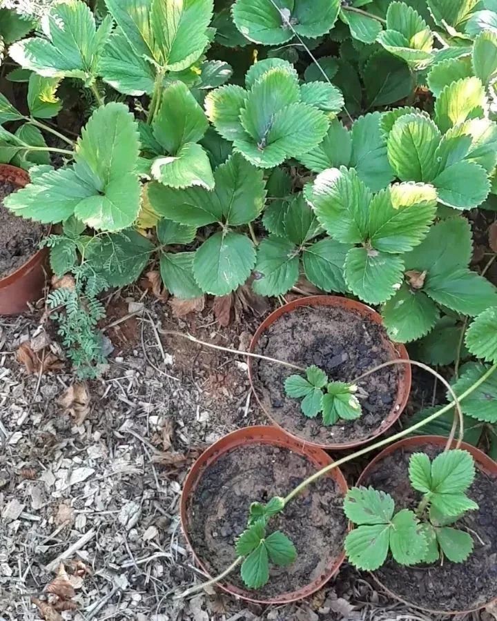 想要冬春时节有草莓吃，阳台种几盆，选好品种是成功的第一步