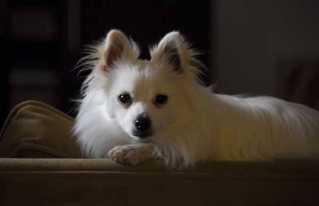 爱宠故事,爱宠故事大全免费