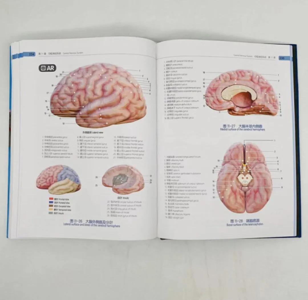 人体解剖学图谱该怎么买,奈特人体解剖学图谱怎么样