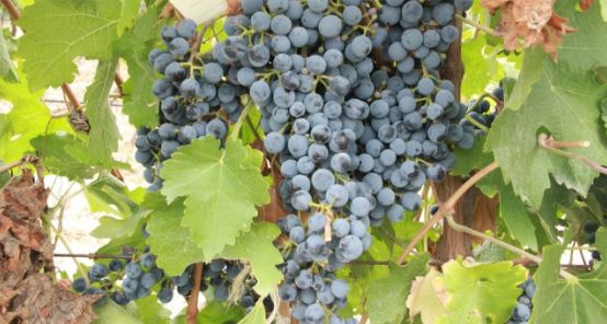 国内罐装和原瓶进口酒质 (国内灌装的酒算进口吗)