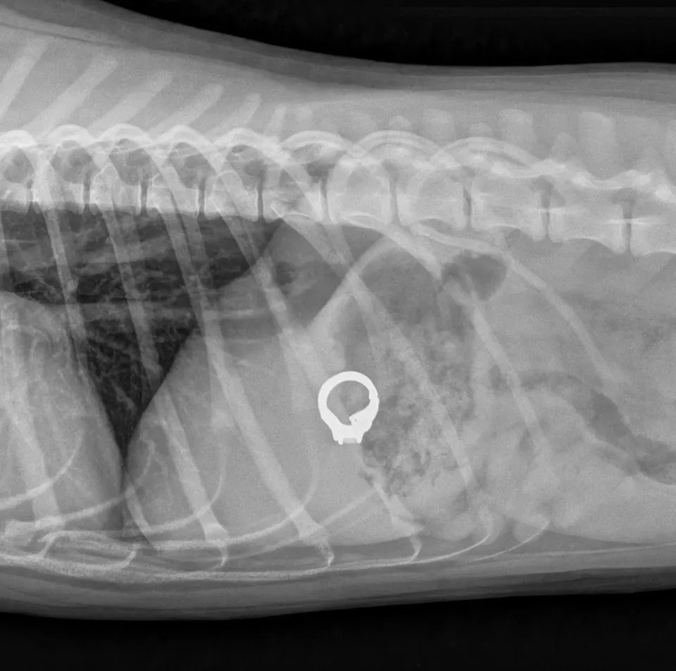 狗狗的肚子……其实是个“百宝箱”？