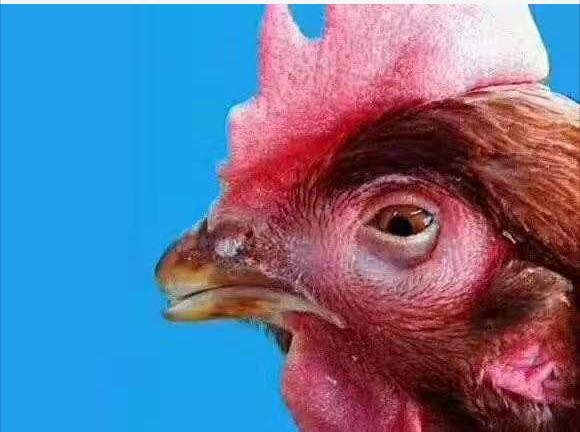 鸡肿头是什么病怎么治疗,鸡肿脸流鼻涕是什么病用什么药