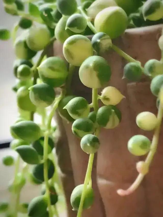 佛珠怎么养可以快速爆盆,怎样养佛珠花视频