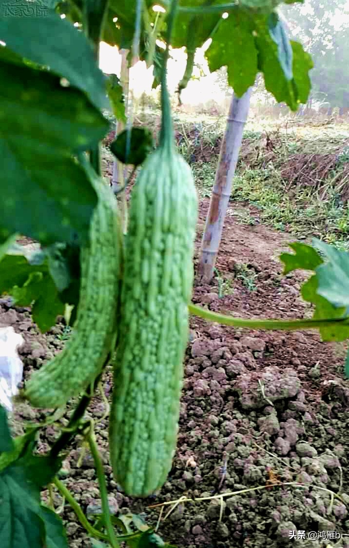 您认识这是什么，能叫出它的名字吗？