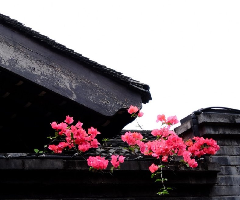 粉墙斜露杏花梢意思,粉墙斜露杏花梢