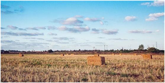 生物质发电弊端,生物质发电困境下如何破局