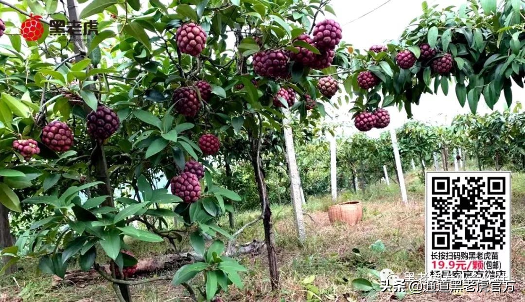 被省委书记惦记的通道小伙，正带村民种山果致富（转载）