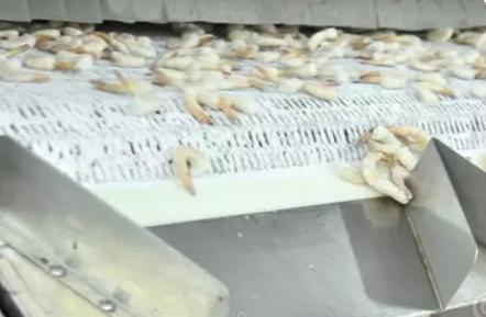 南美白虾虾仁,又白又嫩水晶虾仁