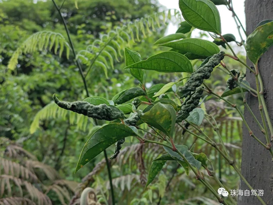 江门鹤山昆仑山徒步路线,鹤山昆仑山徒步行走路线