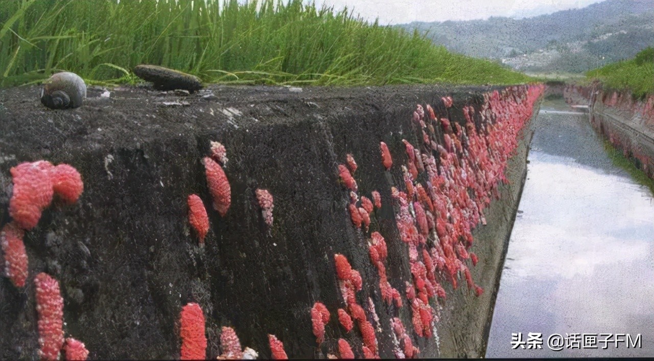 4米长，手臂粗！海关截获眼镜王蛇，现场还在不断喷射毒液