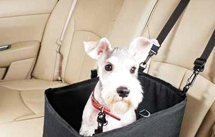 带狗狗旅行需要准备什么,带狗狗去旅行要注意什么