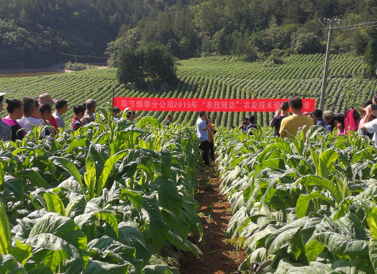 重庆市酉阳县摆手舞,摆手舞重庆