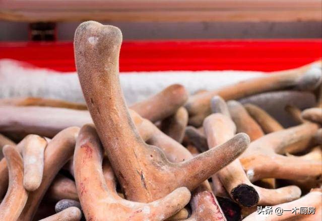 带血鲜鹿茸可以直接泡酒吗,鲜鹿茸带血的可以泡酒吗