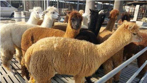 曾经和中国等量齐观的玛雅古文明的衰亡，谜题已经初步解开