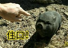 从厕所看古人的地位，果然是皇帝的最高级