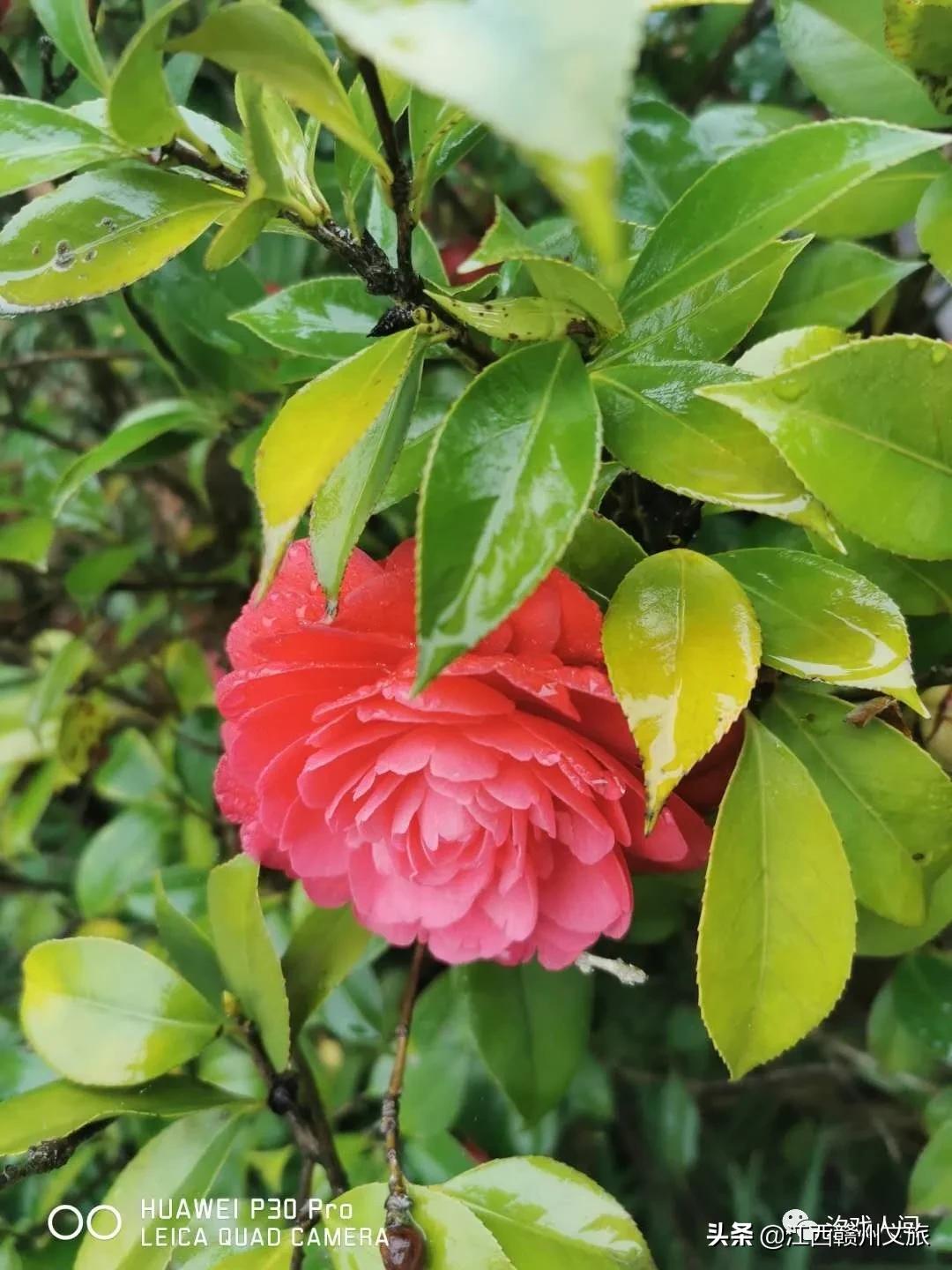 赣州亚马逊电商平台概念,赣州有亚马逊吗