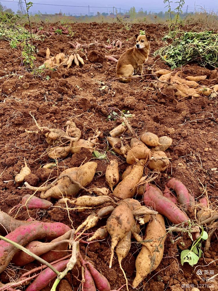 洛阳市宜阳凤凰岭射箭,宜阳县凤凰岭体育基地