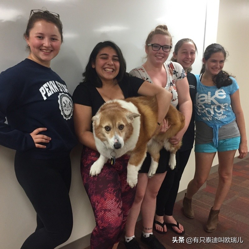 比柯基大五倍的狗,骨架大和骨架小的柯基对比