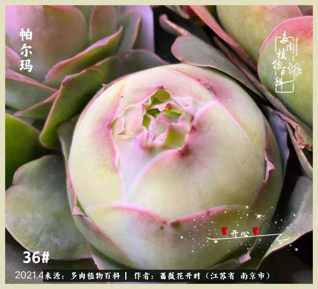 又见颜的妩媚，色的诱惑！这些山地玫瑰礼盒惊艳了眼眸