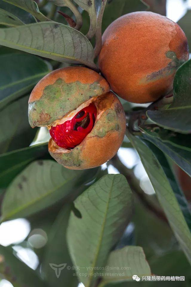 南药科普视频,南药科普